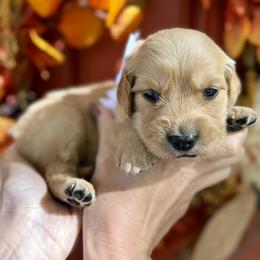 White girl - Golden female Golden Retriever puppy in Sandy, Utah from North Star Goldens