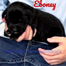 Ebony - Black female Newfoundland puppy in Cortez, Colorado from Bear Heart Newfoundlands, LLC