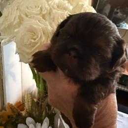 Merlot - Liver male Shih Tzu puppy in Glens Falls, New York from Shih Tzus N Giggles