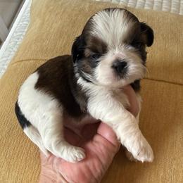 Rafael - AKC Champion Bloodline - Red and white male Shih Tzu puppy in Long Beach, California from Prieto Shih-Tzu's