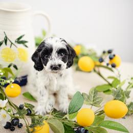 Girl 1 - Parti female Goldendoodle puppy in Athens, Alabama from Brewing Doodles