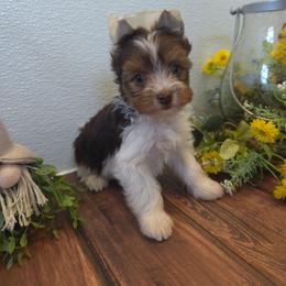 Brown collar - Parti male Yorkshire Terrier puppy in Mcconnellsburg, Pennsylvania from Buffy's Little Blessings