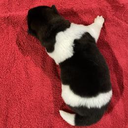 Girl 5 - Brown, black overlay female Akita puppy in Granville, Ohio from Hickory Ridge Akitas