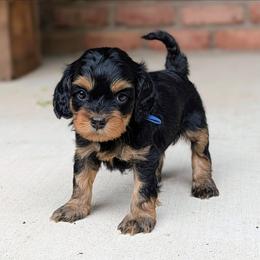 Blue Collar - Black and tan male Cockapoo puppy in Newmanstown, Pennsylvania from Greta's Cockapoos