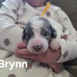 Brynn - Blue merle female Bernedoodle puppy in Blackfoot, Idaho from Draper Mountain Doodles