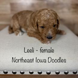 Leeli - Apricot female Goldendoodle puppy in Cedar Falls, Iowa from Northeast Iowa Doodles