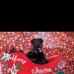 German Shepherd Puppies from Flussufer German Shepherds