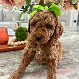 Jasmine - Red  female Goldendoodle puppy in Idabel, Oklahoma from Kay Kay’s Poodles & Doodles