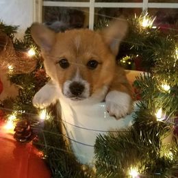Cardigan Welsh Corgi and Pembroke Welsh Corgi Puppies from Glen Clova Keep Corgis