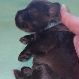 Banjo - Liver male Miniature Schnauzer puppy in Midland, Texas from Shebbies Puppy Palace