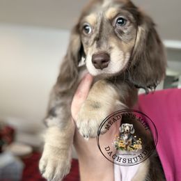 Honey PET ONLY - Dapple female Dachshund puppy in Beaver, Pennsylvania from Meaden’s Mini Dachshunds