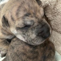 Ocean - Brindle female Vietnamese Phu Quoc Ridgeback puppy in White Stone, Virginia from TSUNAMI  PHU QUOC VIETNAMESE RIDGEBACK