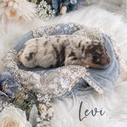 Levi - Red merle male Australian Shepherd puppy in Nicholasville, Kentucky from Sugar Creek Aussies