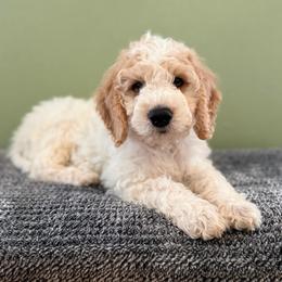 Levi - Parti male Goldendoodle puppy in Fayetteville, Arkansas from Mountain Grove Doodles