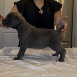 Girl 1 - Gray brindle female Cane Corso puppy in Tremonton, Utah from Westland Kennels