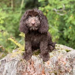 Charlie - Brown male Cavapoo puppy in Bellingham, Washington from My Sweet Poodles and Doodles