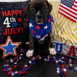 Purple - Brindle female Boxer puppy in Denver, Colorado from Yuni’s AKC Boxers