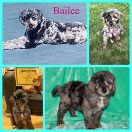 Aussiedoodle All Grown Up from Triple Creek Aussies and Doodles