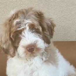 Bonnie - Chocolate merle female Bernedoodle puppy in Utah County, Utah from Cascade Springs Doodles