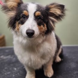 Raven - Pembroke Welsh Corgi