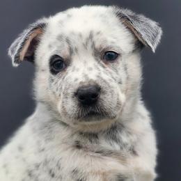 Boy 4 - Blue mottled Australian Cattle Dog puppy in Burleson, Texas from Bluebonnet Heelers