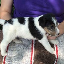 Wire Fox Terrier Puppies from Lyndon Meadow Farm