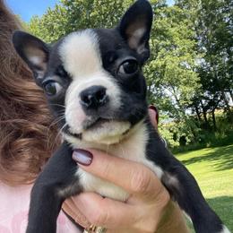 Quinton - Black and white male Boston Terrier puppy in Fillmore, Illinois from Wind Hill Puppies