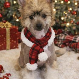 Poppy - Slate female Chinese Crested puppy in Dublin, California from Show Style Chinese Cresteds