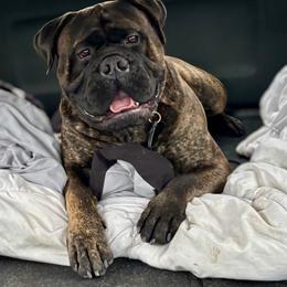 Bullmastiff Puppies from Amulet Bullmastiffs
