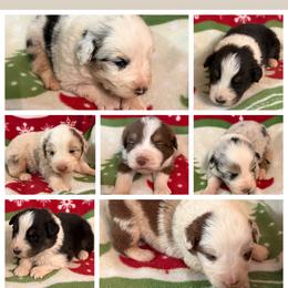 Aussiedoodle and Australian Shepherd Puppies from Dollface Aussies
