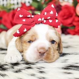Pearl - Red roan female Cocker Spaniel puppy in Rattan, Oklahoma from Double M Cocker Spaniels