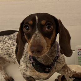 Dachshunds from The Weiner Farm