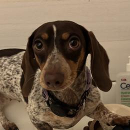 Dachshunds from The Weiner Farm