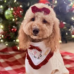 Goldendoodles from Magdoodles