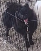 Onyx - Pomeranian