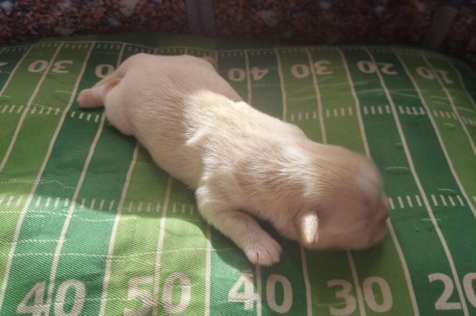 Shih Tzu Puppies from N.F.S.T Imperial ShihTzu Puppies.