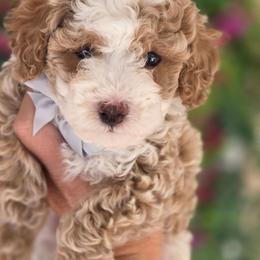 Sooner - Red  male Goldendoodle puppy in Vernon, Texas from Sugarland's Texas Goldendoodles