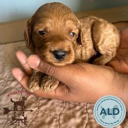 Pink Collar Girl - Caramel red female Australian Labradoodle puppy in Hagerstown, Maryland from Westfields Labradoodles