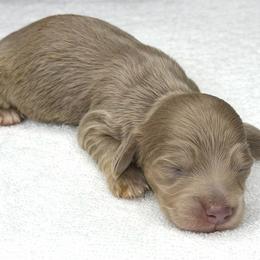 Dustin (NO BREEDING HOMES ALLOWED) - Fawn (isabella) and cream male Dachshund puppy in Fayetteville, North Carolina from RRD