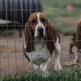 Basset Hounds from Hornet Hollow Bassets