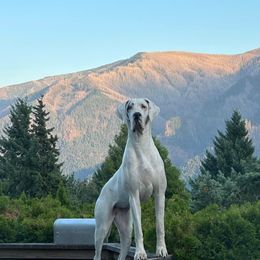 Great Dane All Grown Up from Evergreen Danes