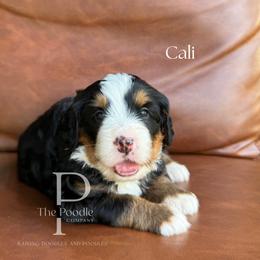 Cali - Tri-color female Bernedoodle puppy in Tulsa, Oklahoma from The Poodle Co. Raising Doodles & Poodles