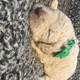 Goldendoodle, Schnoodle, and Sheepadoodle Puppies from Dood Ranch