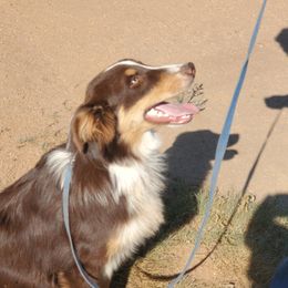 Jack - Australian Shepherd puppy in Cochise County, Arizona from 2Morrows Aussies