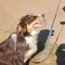 Jack - Australian Shepherd puppy in Cochise County, Arizona from 2Morrows Aussies