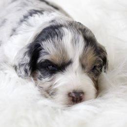 Aussiedoodle and Goldendoodle Puppies from Skyridge Doodles