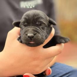 Girl 3 - Black female Labrador Retriever puppy in Napavine, California from StormyDaze Labradors & Beagles