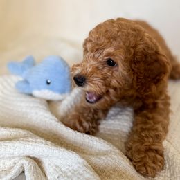 Poodle Puppies from Red Mini Poodles AZ