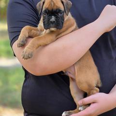 Ace - Fawn male Boxer puppy in Billings, Missouri from Azaleas Euro Boxers & Boston Terriers