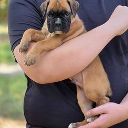 Ace - Fawn male Boxer puppy in Billings, Missouri from Azaleas Euro Boxers & Boston Terriers